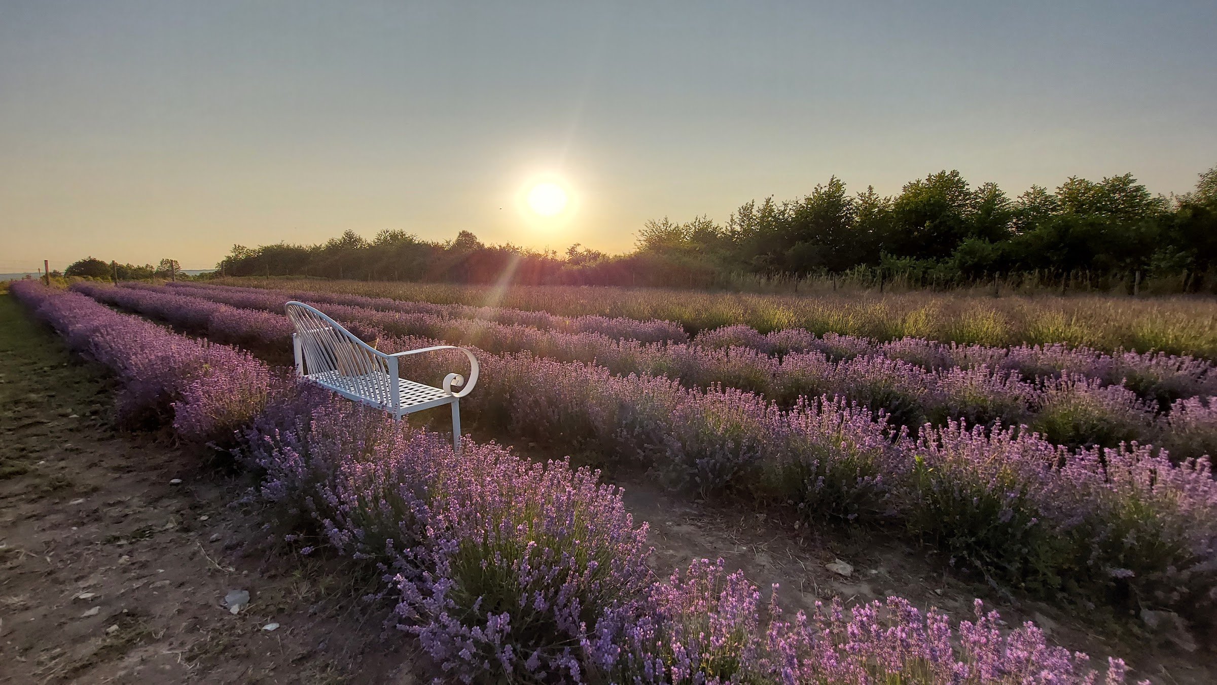 Dyniowe Pole Przybynów